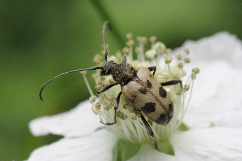 Pachytodes cerambyciformis (Schrank, 1781) - Lepture trapue, L. à forme de Capricorne