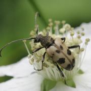 Pachytodes cerambyciformis (Schrank, 1781) - Lepture trapue, L. à forme de Capricorne