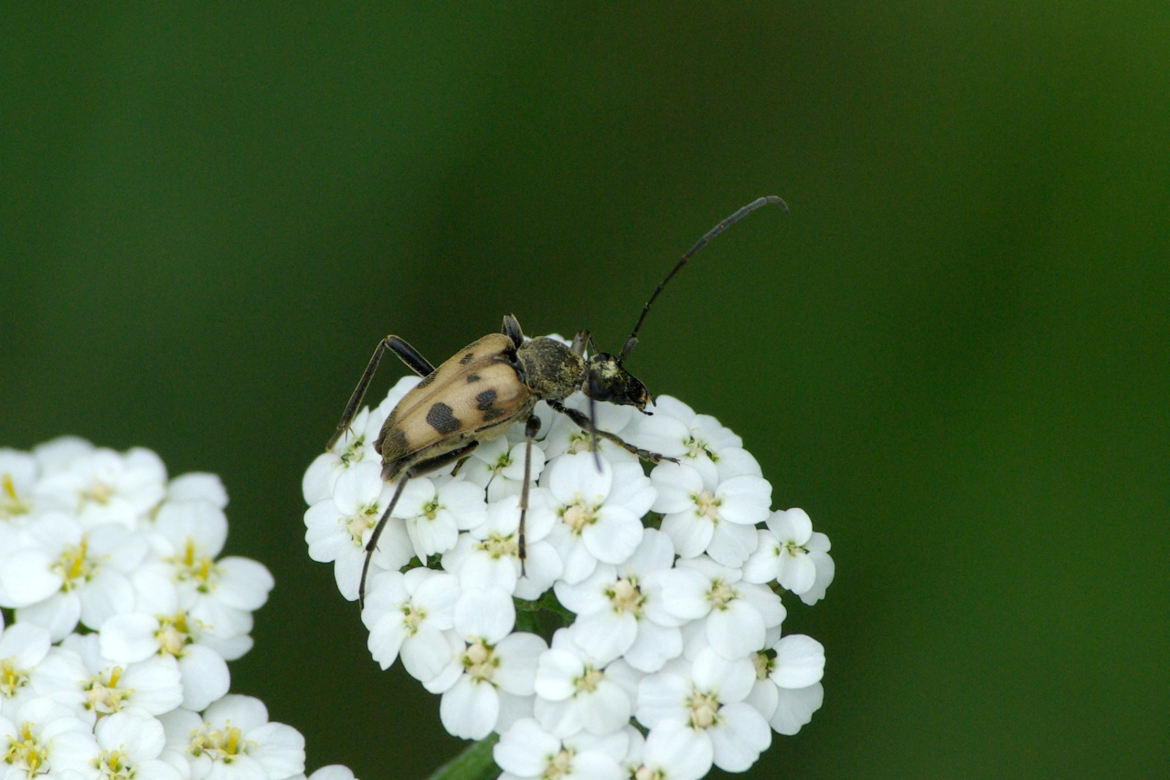 Pachytodes cerambyciformis (Schrank, 1781) - Lepture trapue, L. à forme de Capricorne