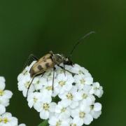 Pachytodes cerambyciformis (Schrank, 1781) - Lepture trapue, L. à forme de Capricorne