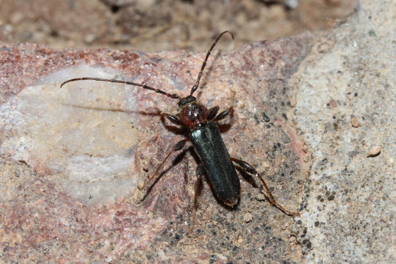 Phymatodes testaceus (Linnaeus, 1758) - Longicorne variable