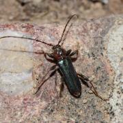 Phymatodes testaceus (Linnaeus, 1758) - Longicorne variable