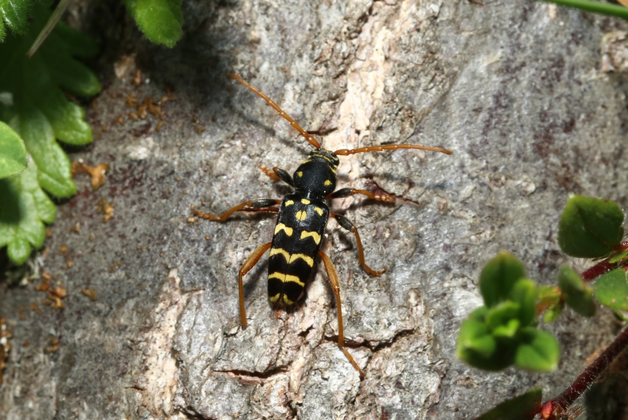 Plagionotus arcuatus (Linnaeus, 1758) - Clyte horrible, Clyte arqué