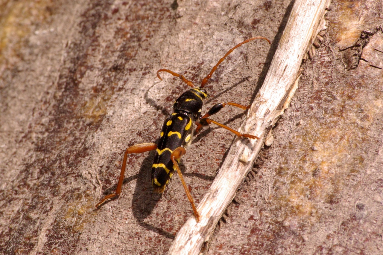 Plagionotus arcuatus (Linnaeus, 1758) - Clyte horrible, Clyte arqué