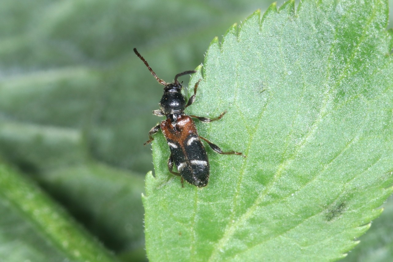 Poecillium alni (Linnaeus, 1767) - Calleux arlequin
