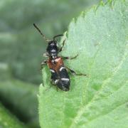 Poecillium alni (Linnaeus, 1767) - Calleux arlequin