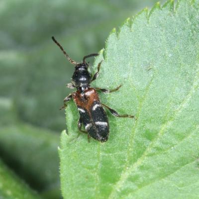 Poecillium alni (Linnaeus, 1767) - Calleux arlequin