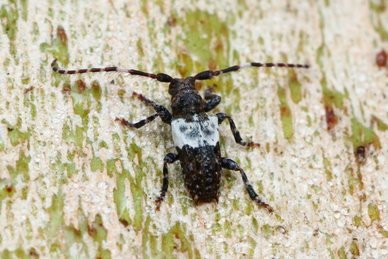 Pogonocherus hispidulus (Piller & Mitterpacher, 1783) - Pogonochère hispidulé