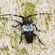 Pogonocherus hispidulus (Piller & Mitterpacher, 1783) - Pogonochère hispidulé