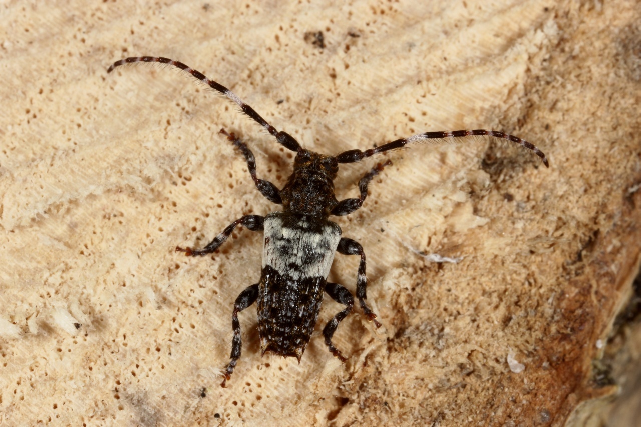 Pogonocherus hispidulus (Piller & Mitterpacher, 1783) - Pogonochère hispidulé