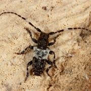 Pogonocherus hispidulus (Piller & Mitterpacher, 1783) - Pogonochère hispidulé