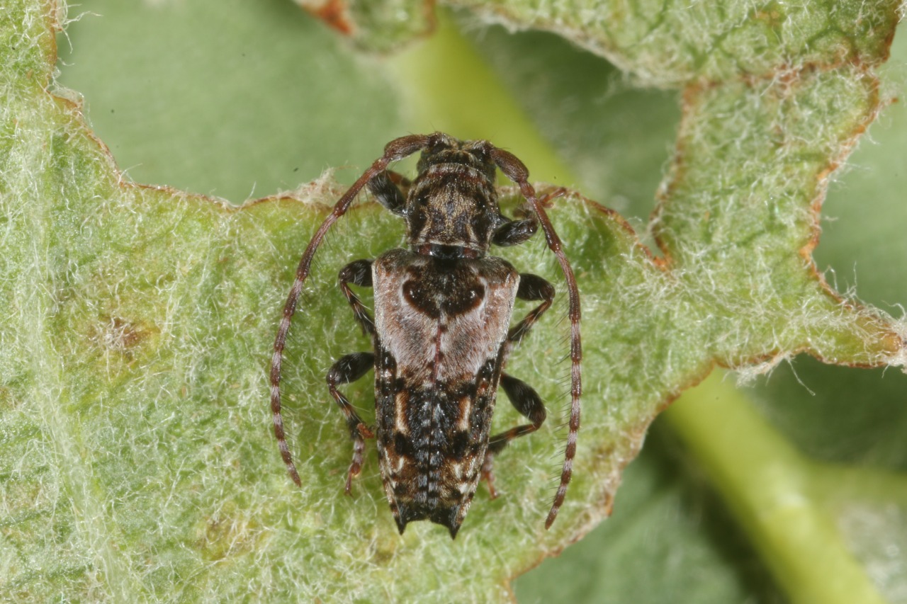 Pogonocherus hispidus (Linnaeus, 1758) - Capricorne à étuis dentelés