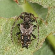 Pogonocherus hispidus (Linnaeus, 1758) - Capricorne à étuis dentelés