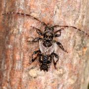 Pogonocherus hispidus (Linnaeus, 1758) - Capricorne à étuis dentelés