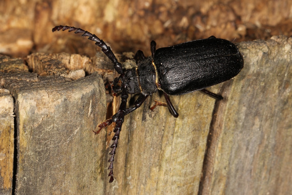 Prionus coriarius (Linnaeus, 1758) - Prione tanneur (mâle)