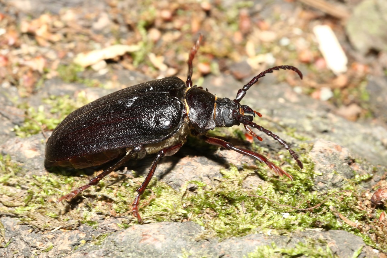 Prionus coriarius (Linnaeus, 1758) - Prione tanneur (femelle)