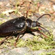 Prionus coriarius (Linnaeus, 1758) - Prione tanneur (femelle)