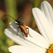 Pseudovadonia livida (Fabricius, 1777) - Lepture havane, Pseudovadonie livide