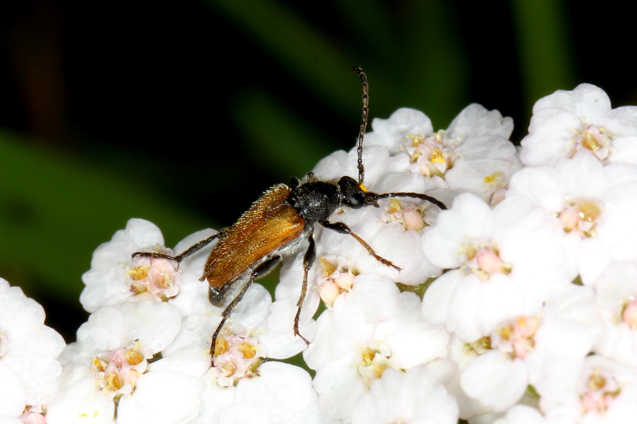 Pseudovadonia livida (Fabricius, 1777) - Lepture havane, Pseudovadonie livide