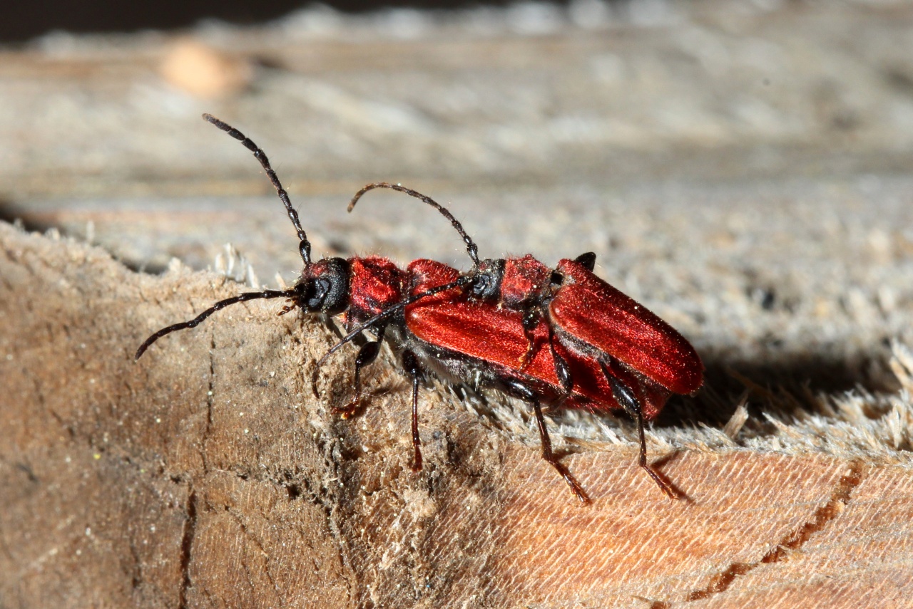 Pyrrhidium sanguineum (Linnaeus, 1758) - Callidie rouge sang, Cardinal imposteur