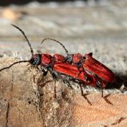 Pyrrhidium sanguineum (Linnaeus, 1758) - Callidie rouge sang, Cardinal imposteur