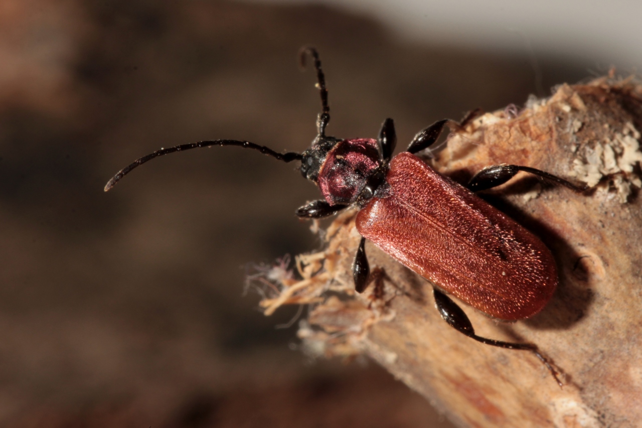 Pyrrhidium sanguineum (Linnaeus, 1758) - Callidie rouge sang, Cardinal imposteur