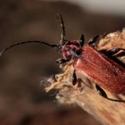 Pyrrhidium sanguineum (Linnaeus, 1758) - Callidie rouge sang, Cardinal imposteur