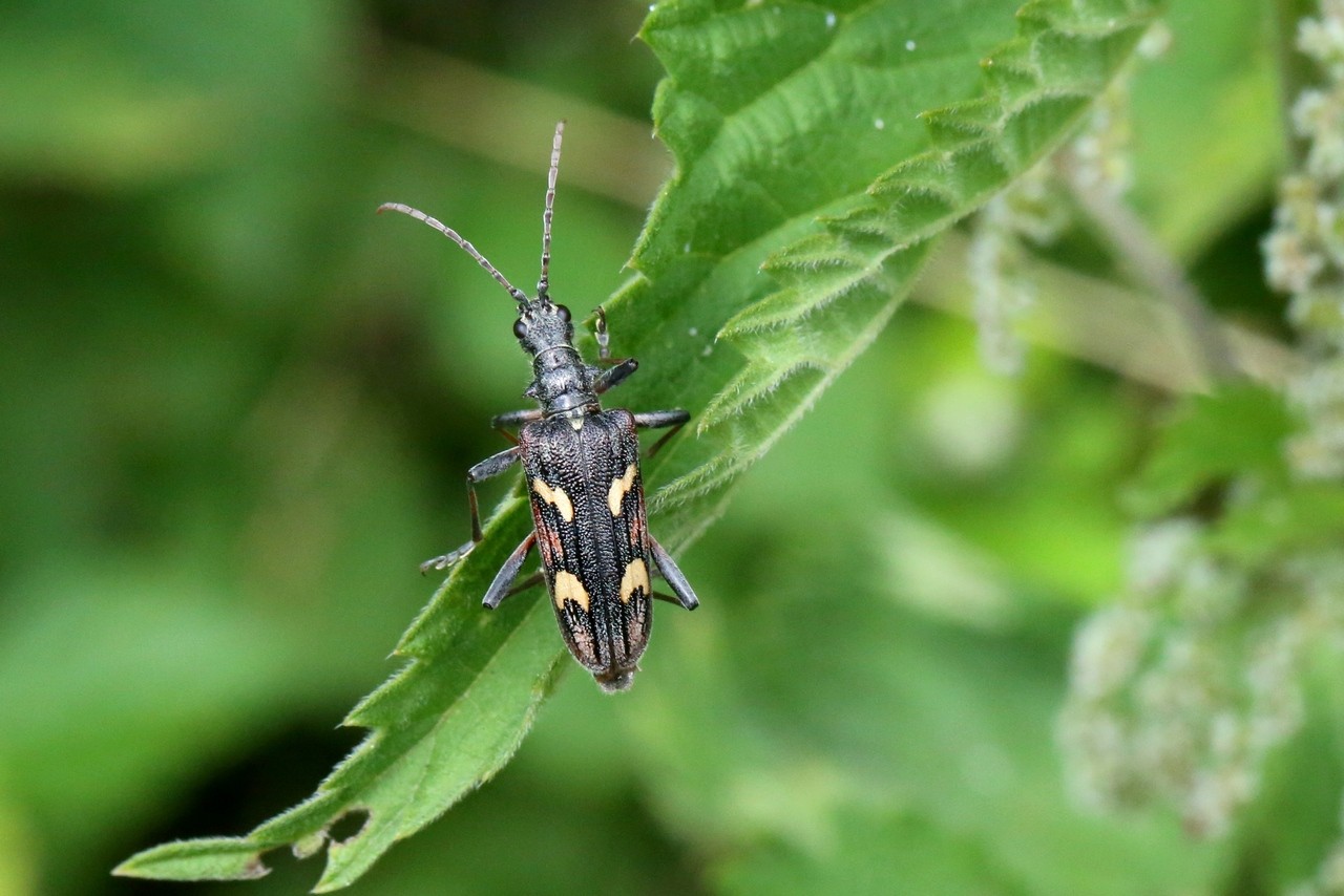 Rhagium bifasciatum Fabricius, 1775 - Rhagie fâchée