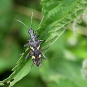 Rhagium bifasciatum Fabricius, 1775 - Rhagie fâchée