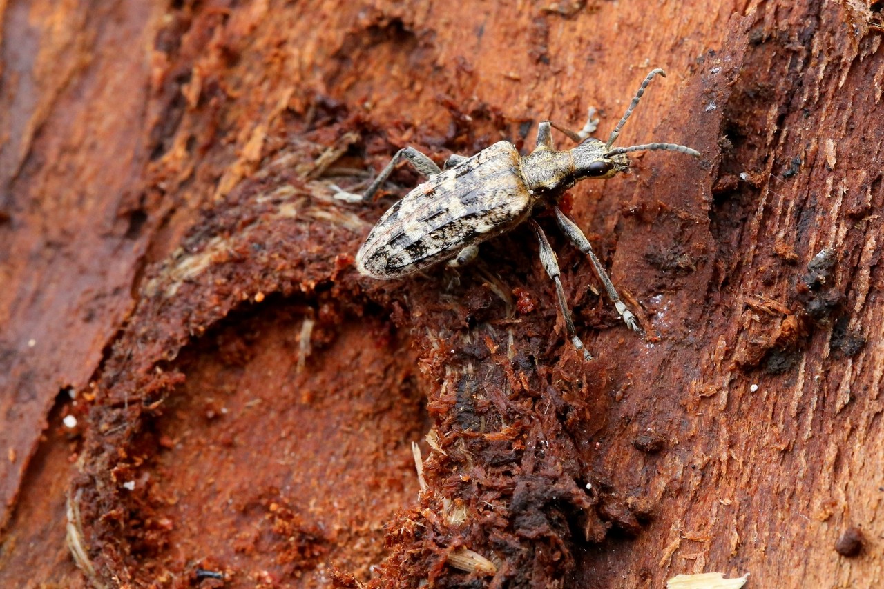 Rhagium inquisitor (Linnaeus, 1758) - Rhagie grondeuse, Rhagie inquisitrice