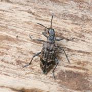 Rhagium inquisitor (Linnaeus, 1758) - Rhagie grondeuse, Rhagie inquisitrice