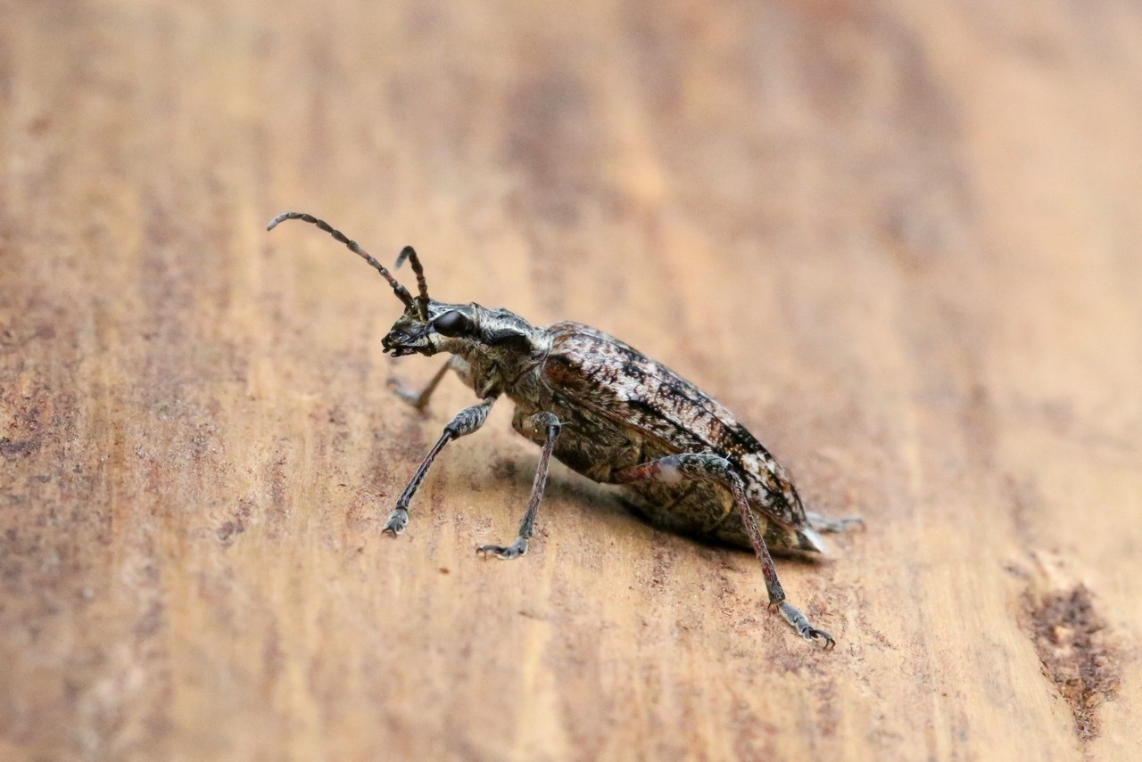 Rhagium inquisitor (Linnaeus, 1758) - Rhagie grondeuse, Rhagie inquisitrice