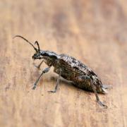 Rhagium inquisitor (Linnaeus, 1758) - Rhagie grondeuse, Rhagie inquisitrice