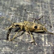 Rhagium mordax (De Geer, 1775) - Rhagie suspicieuse, Rhagie mordante