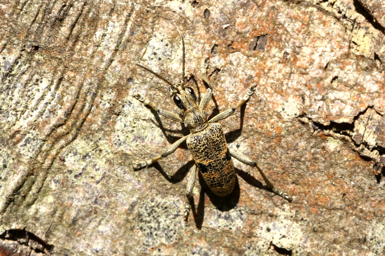 Rhagium mordax (De Geer, 1775) - Rhagie suspicieuse, Rhagie mordante