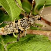 Rhagium mordax (De Geer, 1775) - Rhagie suspicieuse, Rhagie mordante