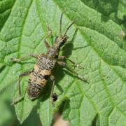Rhagium mordax (De Geer, 1775) - Rhagie suspicieuse, Rhagie mordante