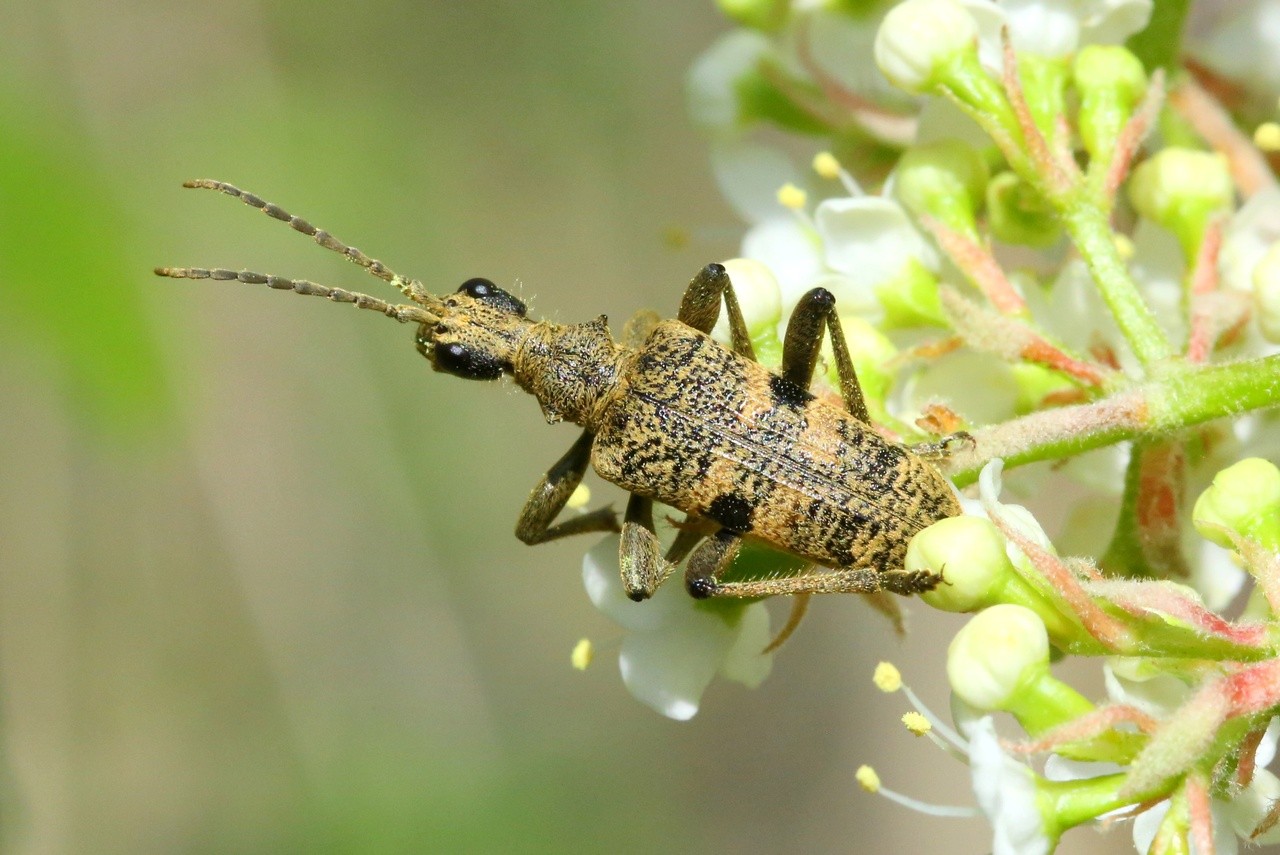 Rhagium mordax (De Geer, 1775) - Rhagie suspicieuse, Rhagie mordante