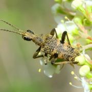 Rhagium mordax (De Geer, 1775) - Rhagie suspicieuse, Rhagie mordante