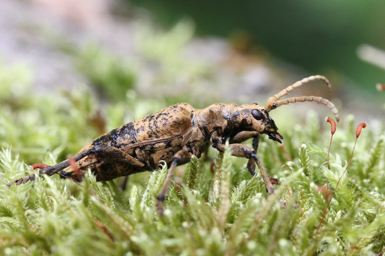 Rhagium sycophanta (Schrank, 1781) - Rhagie délatrice, Rhagie sycophante