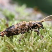 Rhagium sycophanta (Schrank, 1781) - Rhagie délatrice, Rhagie sycophante