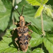 Rhagium sycophanta (Schrank, 1781) - Rhagie délatrice, Rhagie sycophante