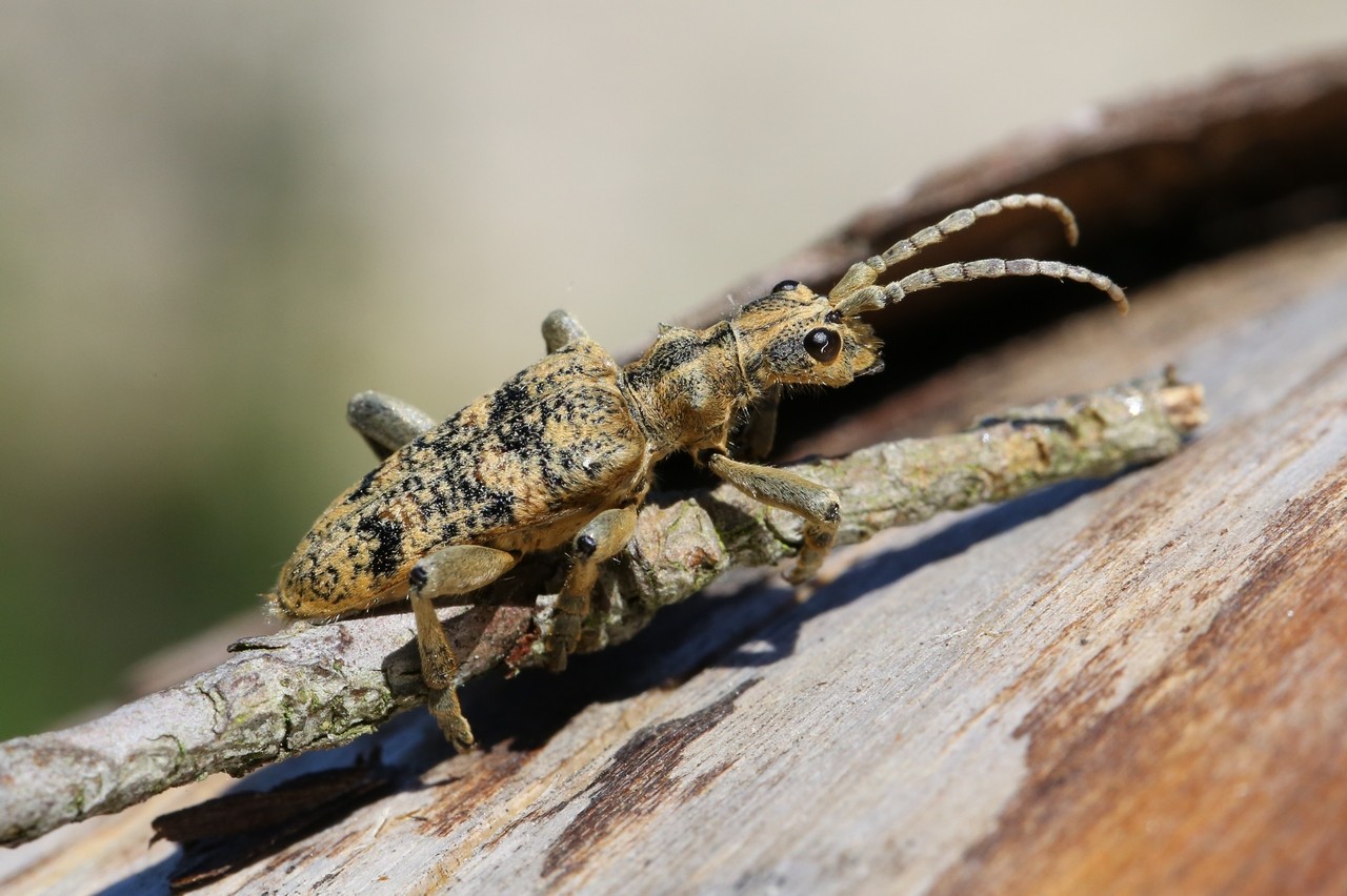 Rhagium sycophanta (Schrank, 1781) - Rhagie délatrice, Rhagie sycophante