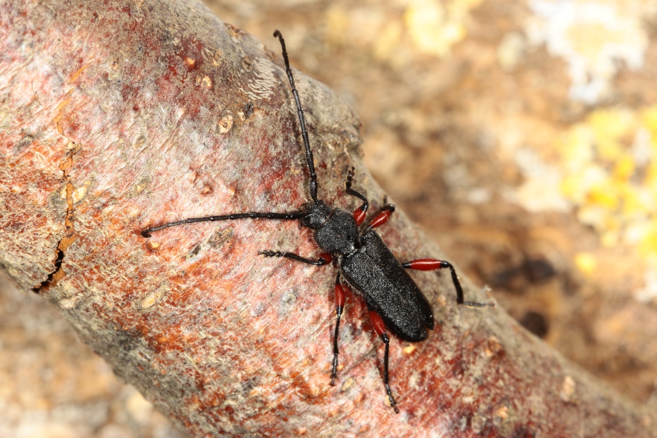 Ropalopus femoratus (Linnaeus, 1758) - Ropalope à fémurs rouges