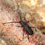 Ropalopus femoratus (Linnaeus, 1758) - Ropalope à fémurs rouges