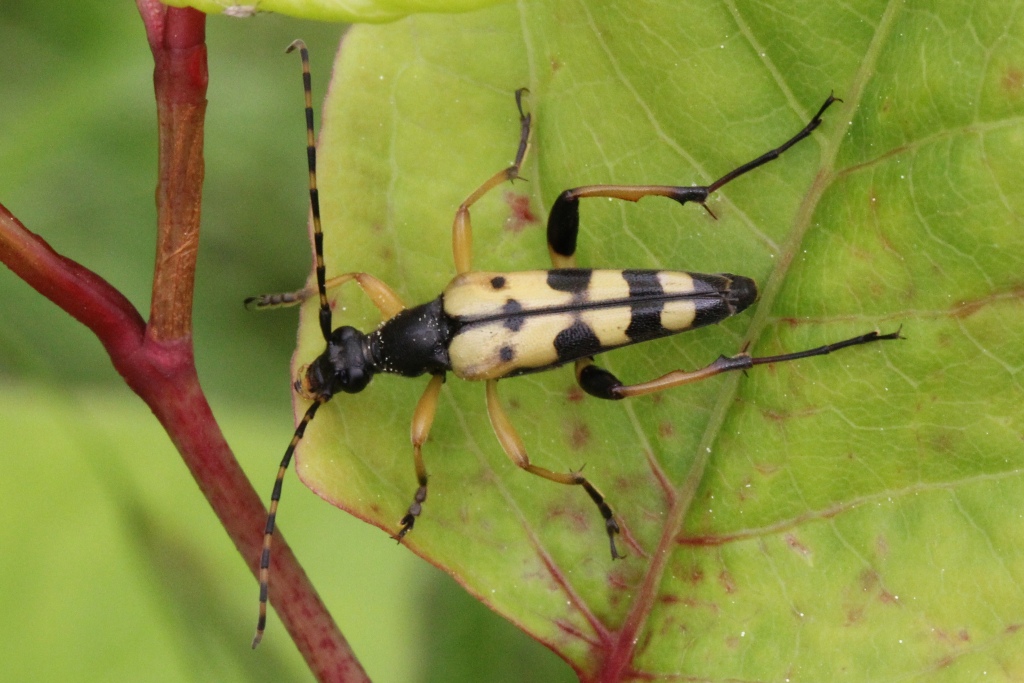 Rutpela maculata (Poda, 1761) - Lepture tachetée, Lepture cycliste (mâle)