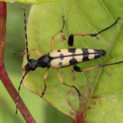 Rutpela maculata (Poda, 1761) - Lepture tachetée, Lepture cycliste (mâle)