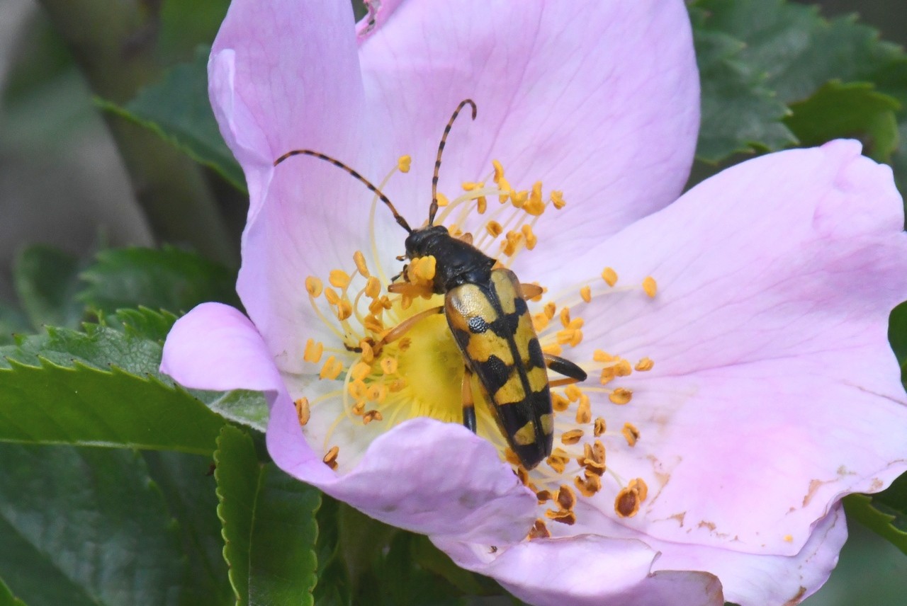 Rutpela maculata (Poda, 1761) - Lepture tachetée, Lepture cycliste