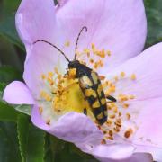 Rutpela maculata (Poda, 1761) - Lepture tachetée, Lepture cycliste