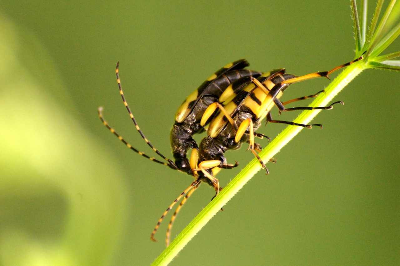 Rutpela maculata (Poda, 1761) - Lepture tachetée, Lepture cycliste